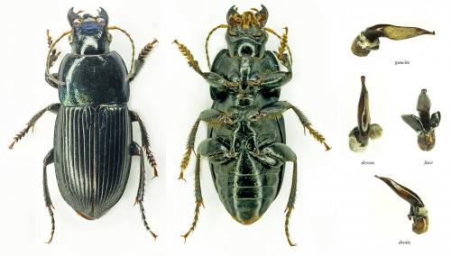 Réf. 184 638 : Harpalus dimidiatus